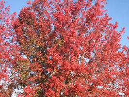 Bradford Pear in Fall